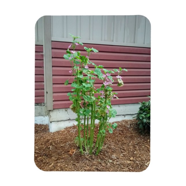 Malva  magnet (Vertical)