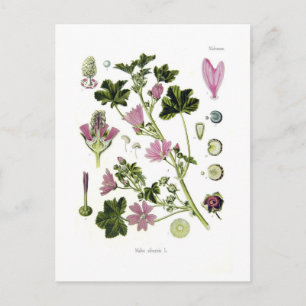 Malva silvestris postcard
