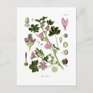 Malva silvestris postcard