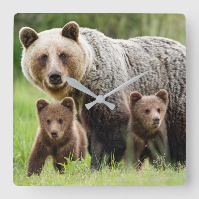 Mama and Babies Grizzly Bears Square Wall Clock (Front)