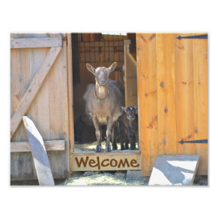 Mama And Baby Goat Photo Print