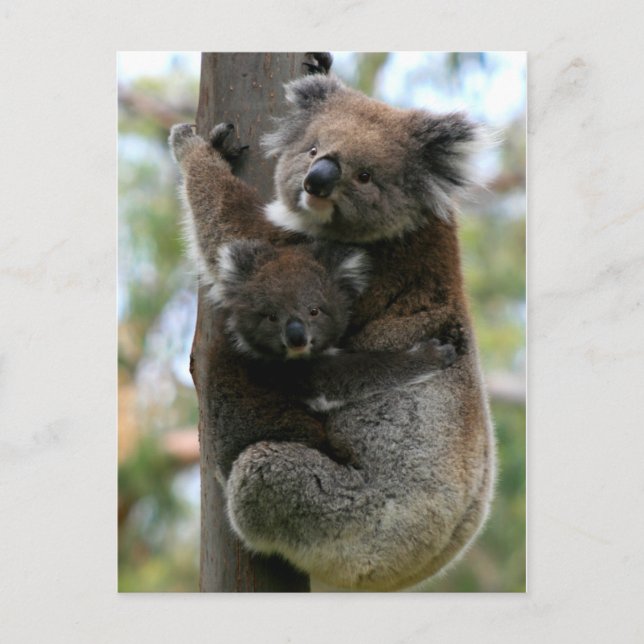 Mama and Baby Koala Postcard (Front)