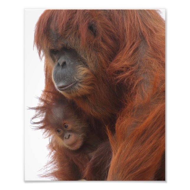Mama and baby Orangutan Photo Print (Front)
