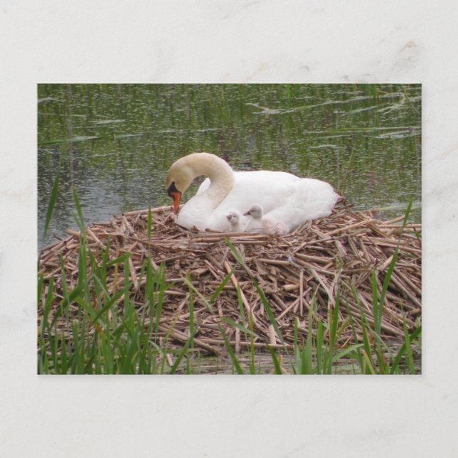 Mama and Little Ones Postcard (2) (Front)