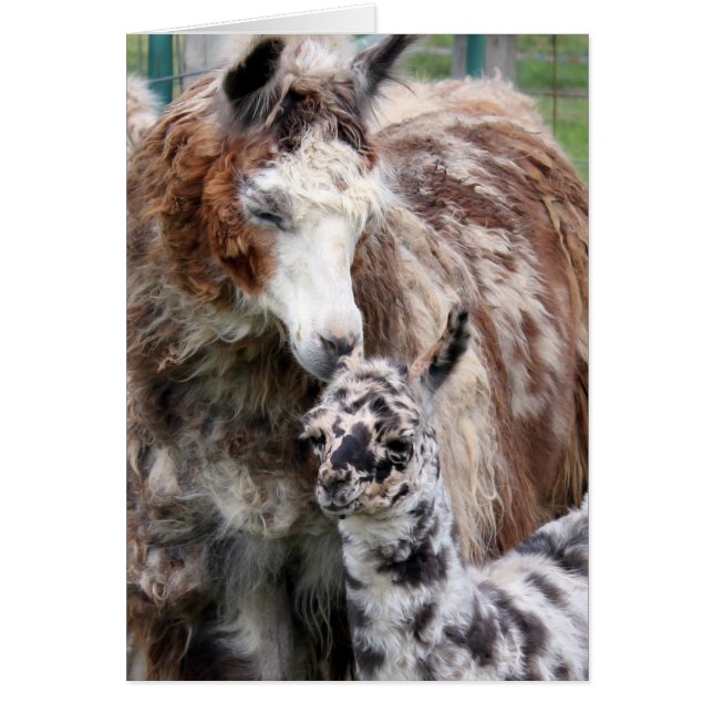 Mama & Baby Llama Kiss (Front)