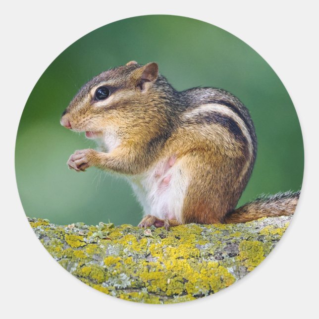 Mama Chipmunk Classic Round Sticker (Front)