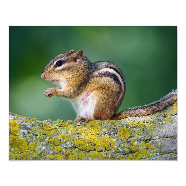 Mama Chipmunk Photo Print (Front)