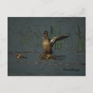 Mama Duck with Ducklings postcard