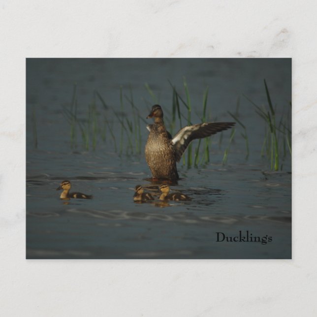 Mama Duck with Ducklings postcard (Front)