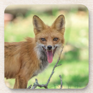 Mama Fox in the Hudson Valley Coaster
