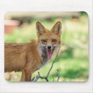 Mama Fox in the Hudson Valley Mouse Pad