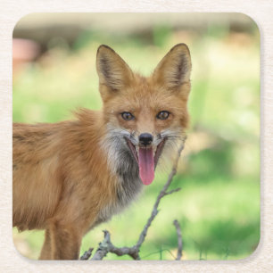 Mama Fox in the Hudson Valley Square Paper Coaster