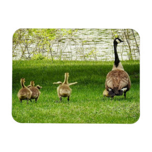 Mama Goose and Goofy Baby Magnet