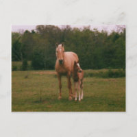 Mama horse and baby horse