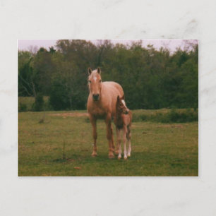Mama horse and baby horse postcard