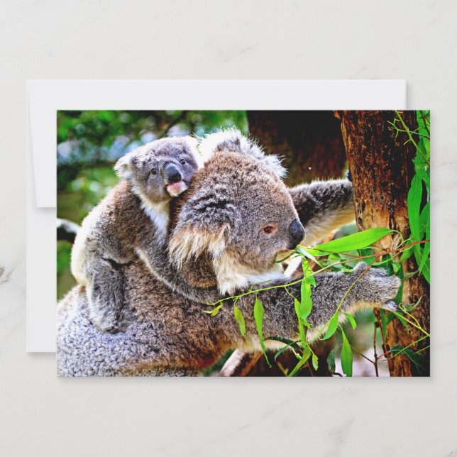 Mama Koala and Baby Joey in a Tree (Front)