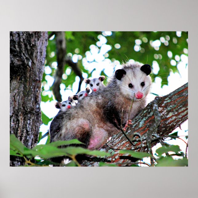 Mama Possum and Babies Poster (Front)