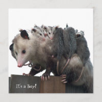 Mama Possum Humourous Birth Photo Announcement