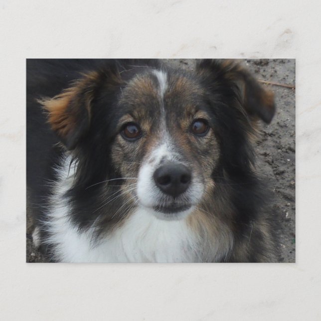 Mama Postcard (Front)