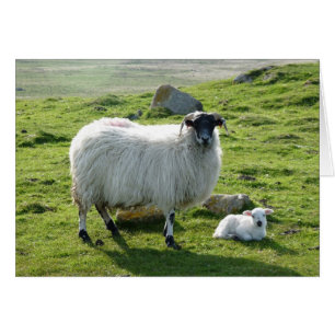 Mama Sheep and Lamb