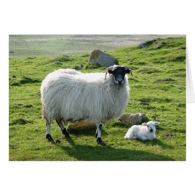 Mama Sheep and Lamb (Front Horizontal)