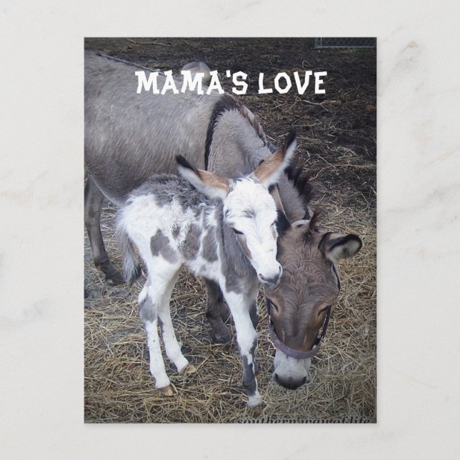 Mama's Love Post Card (Front)