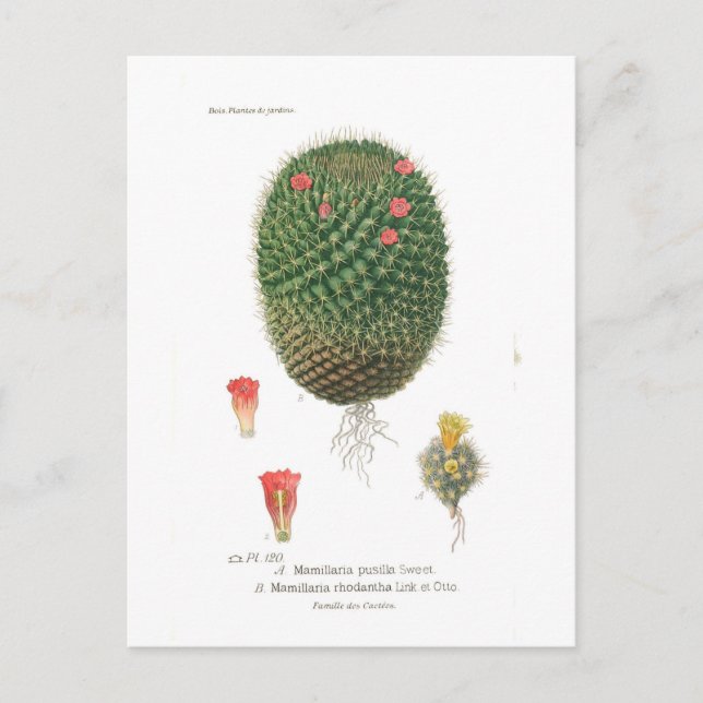 Mamillaria species postcard (Front)