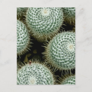 Mammillaria hahniana  postcard