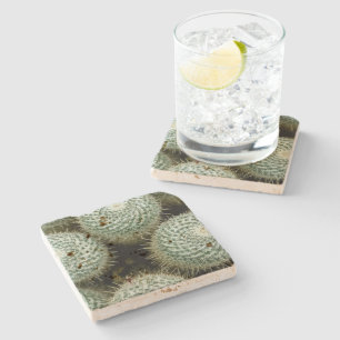 Mammillaria hahniana  stone coaster