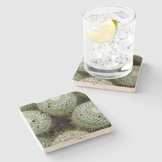 Mammillaria hahniana  stone coaster (Side)