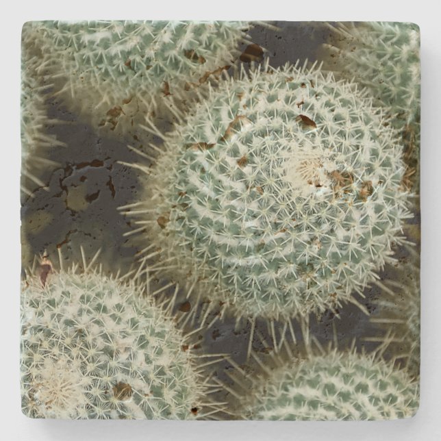 Mammillaria hahniana  stone coaster (Front)