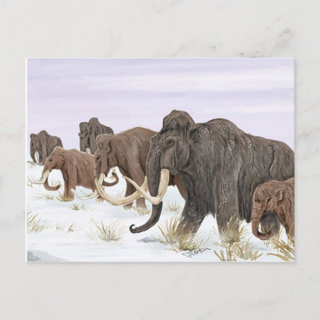 Mammoth Family Postcard (Front)