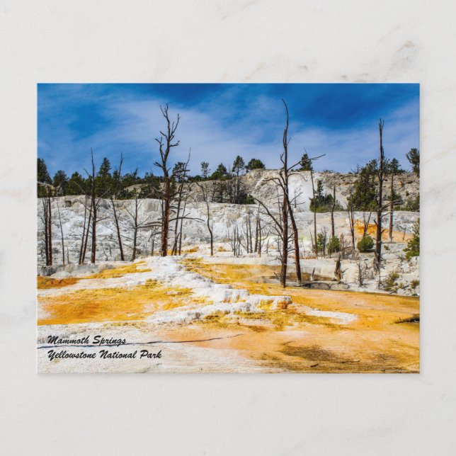 Mammoth Springs Yellowstone National Park Postcard (Front)