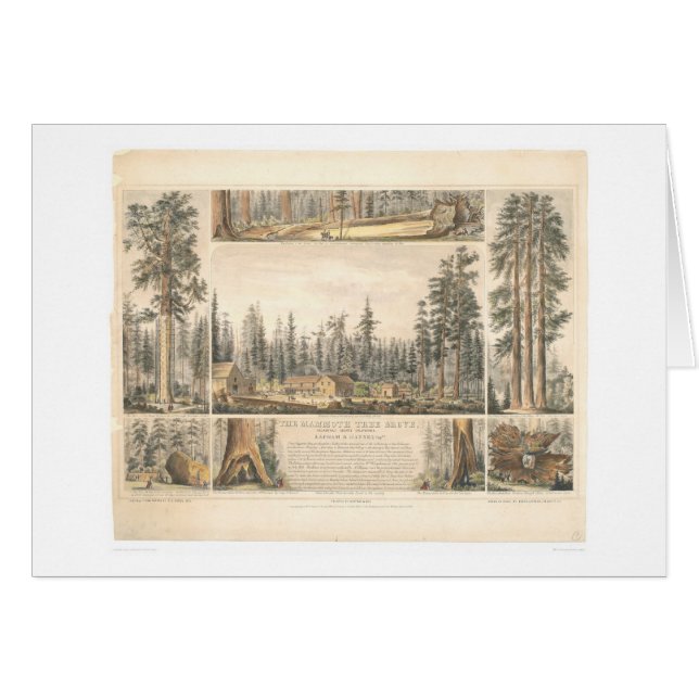 Mammoth Tree Grove (0976A) (Front Horizontal)