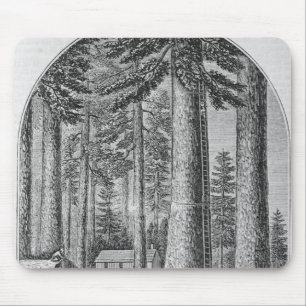 Mammoth tree grove in the Valley of the Mouse Pad