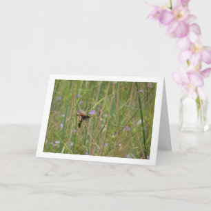 Mammoth wasp - Megascolia maculata Card