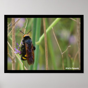 Mammoth Wasp on Stalk Poster