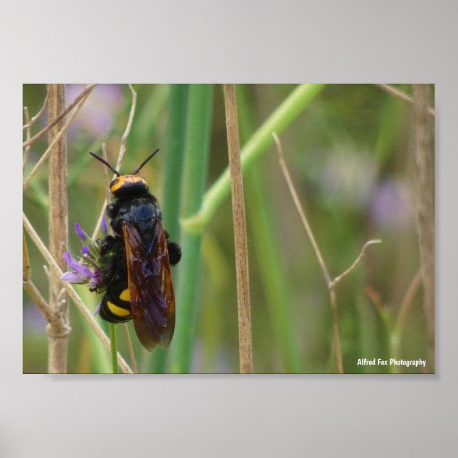 Mammoth Wasp on Stalk Poster (Front)