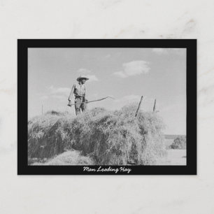 Man Loading Hay Postcard