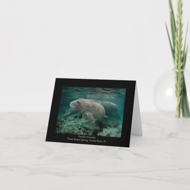 Manatee Calf Card (Front)