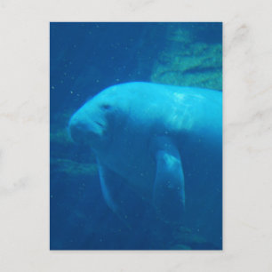 Manatee Floating Postcard