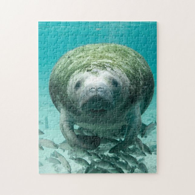 Manatee Florida. Jigsaw Puzzle (Vertical)