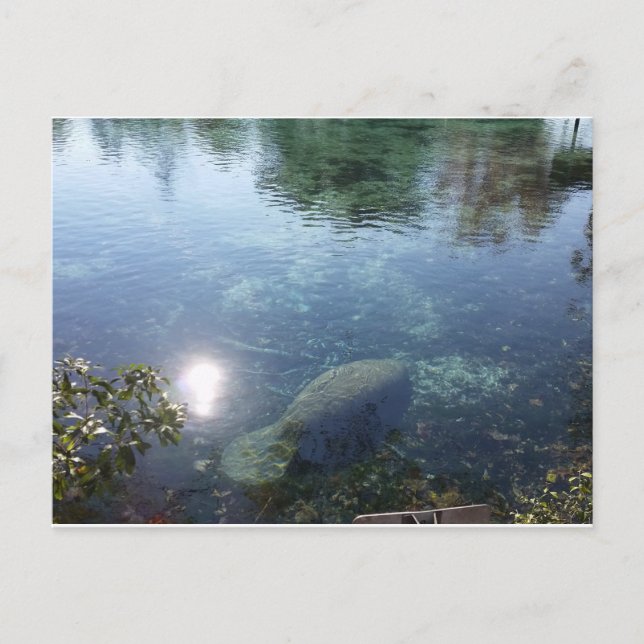 Manatee In Crystal River, FL Postcard (Front)