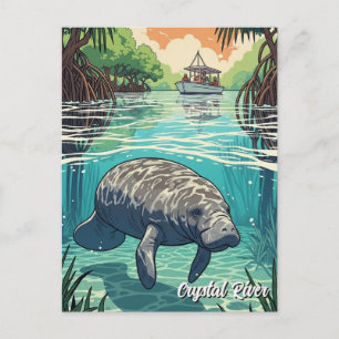 Manatee in Crystal River Florida Postcard