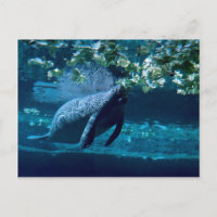 Manatee, Lowry Park Zoo, Tampa Bay, Florida, U.S.A