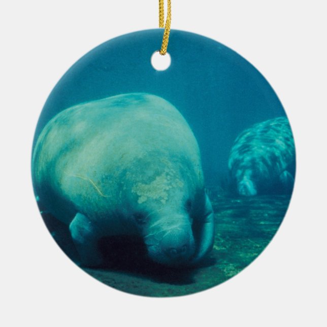 Manatee Photo Ornament (Front)