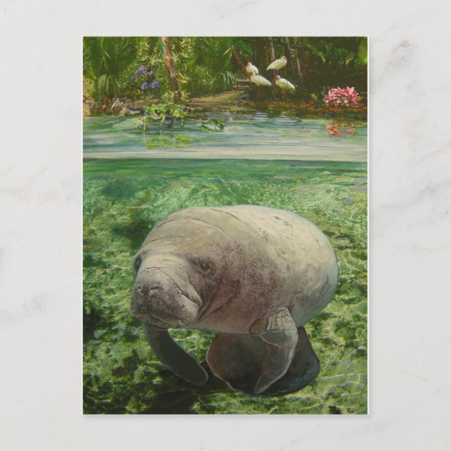MANATEE POSTCARD (Front)