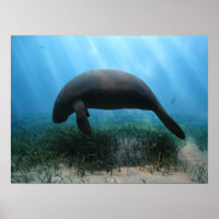 Manatee Poster