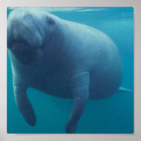 Manatee Poster Print