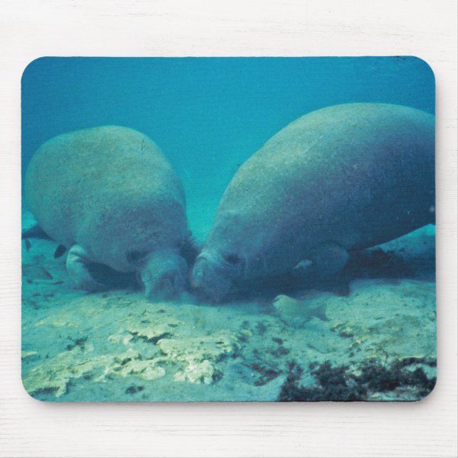 Manatee Rooting in Sand Mouse Pad (Front)